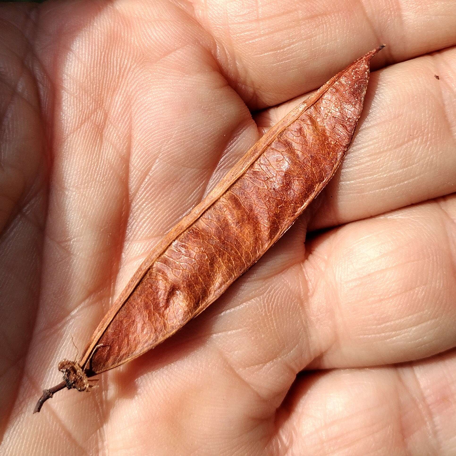 Слика од <i>Cercis orbiculata</i>