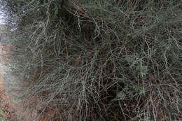 Image of Ephedra triandra Tul.