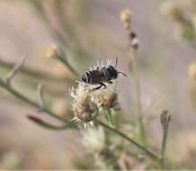 Image of Apical Leafcutter Bee