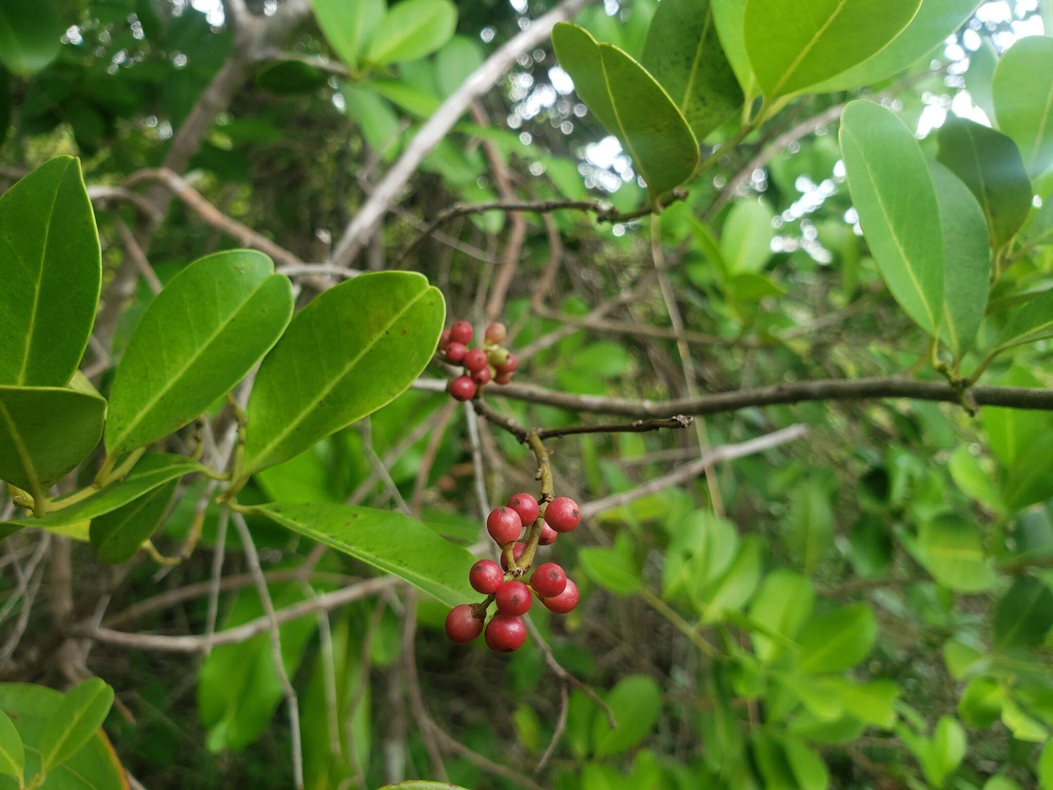 Слика од Ilex urbaniana Loes. ex Urb.