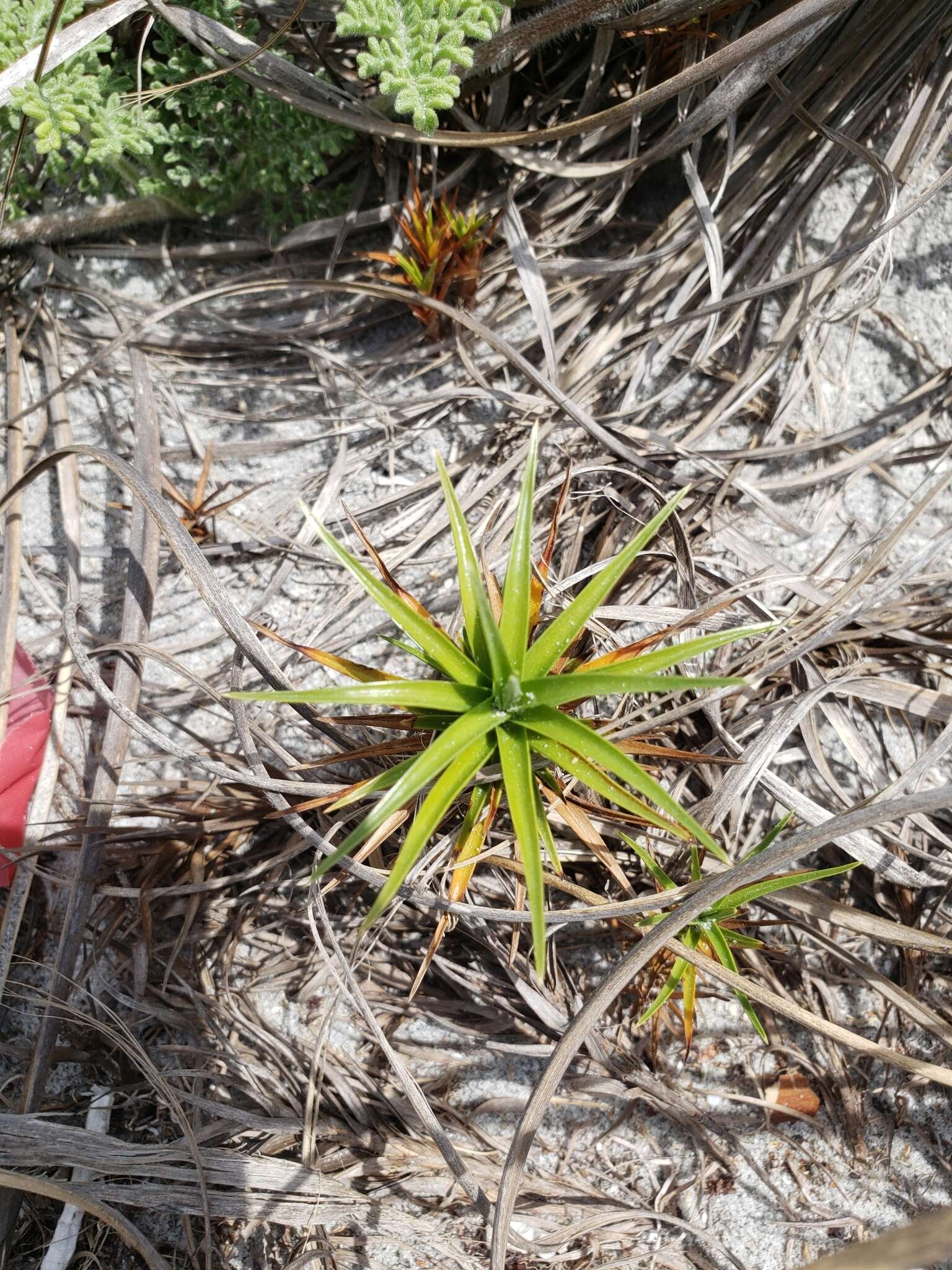 Cyperus pedunculatus (R. Br.) J. Kern的圖片