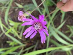 Image of Senecio speciosus Willd.