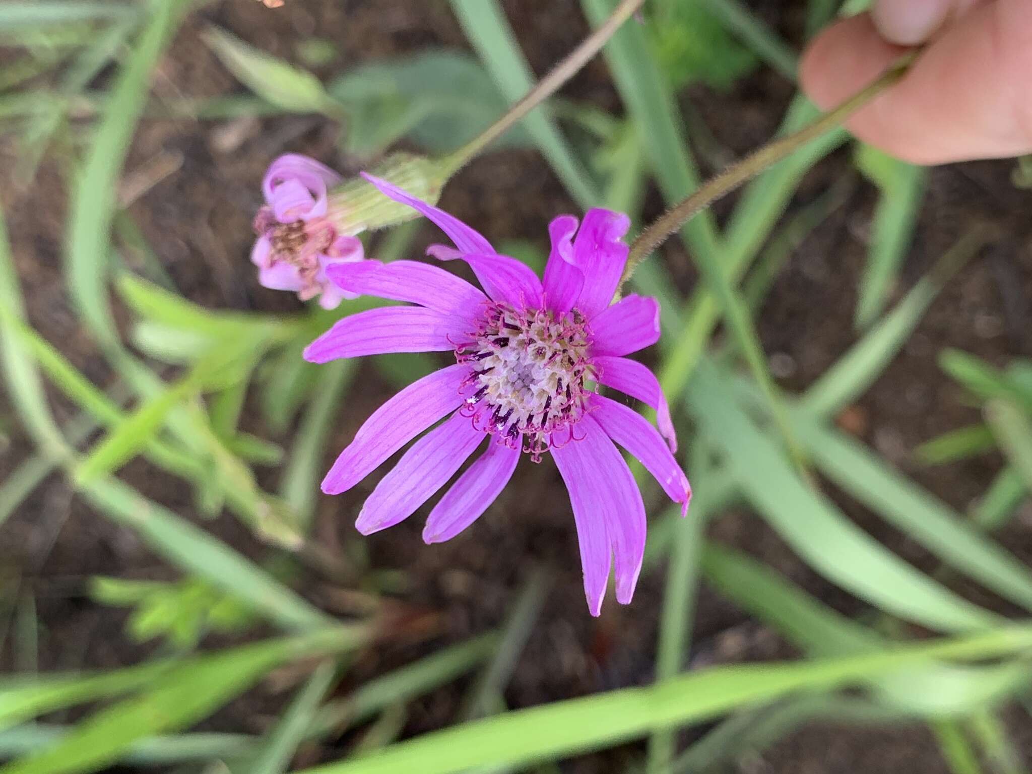 Senecio speciosus Willd. resmi