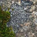 Image of rinodina lichen