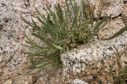 Image of Howell's pioneer rockcress