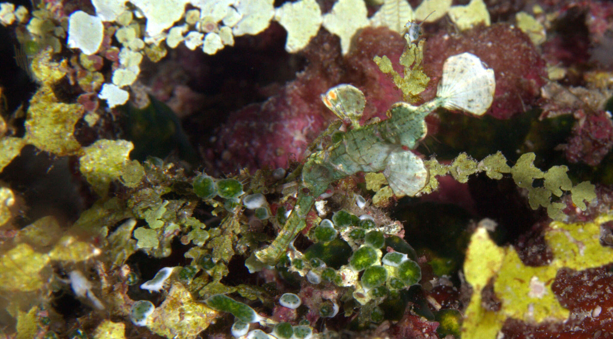 Image of Halimeda ghostpipefish