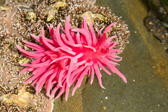 Image of Okenia rosacea (MacFarland 1905)