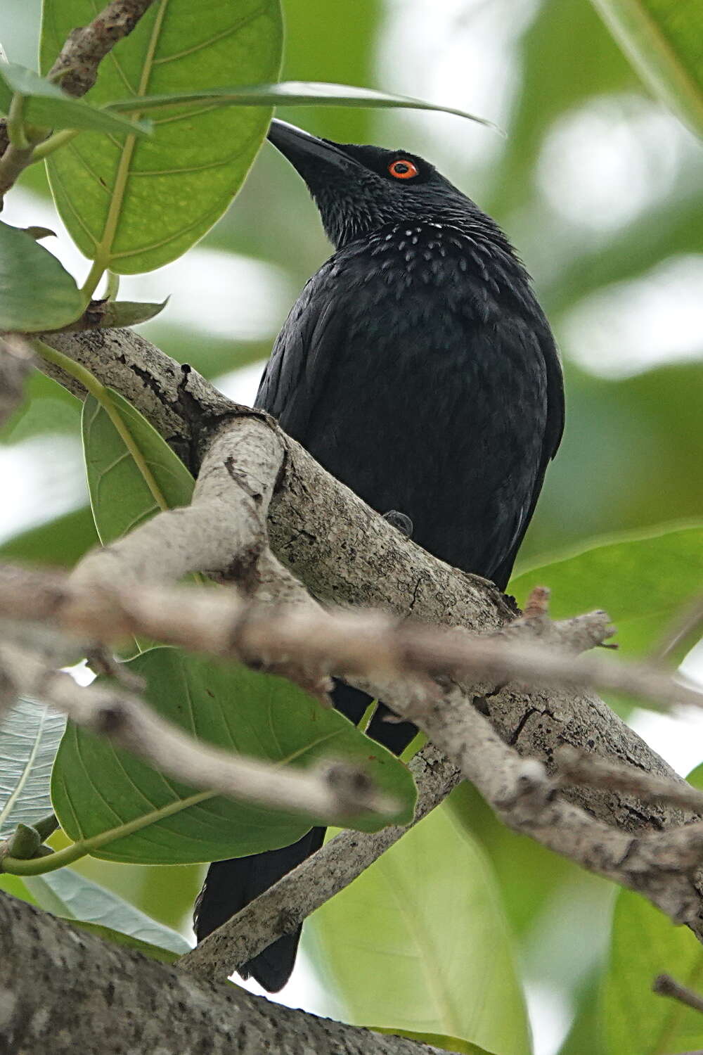 Plancia ëd Aplonis cantoroides (Gray & GR 1862)