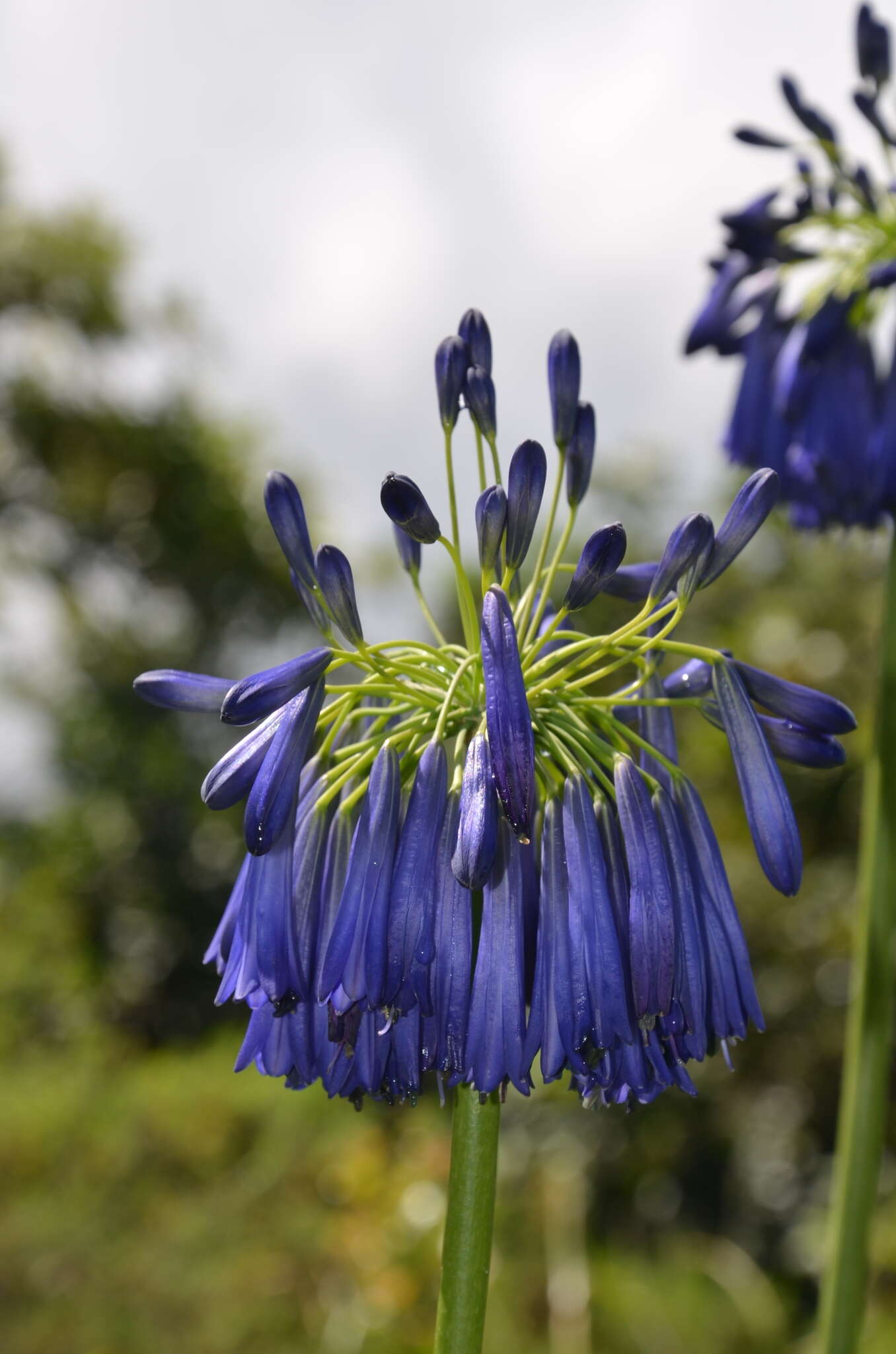 Image of Agapanthus inapertus Beauverd