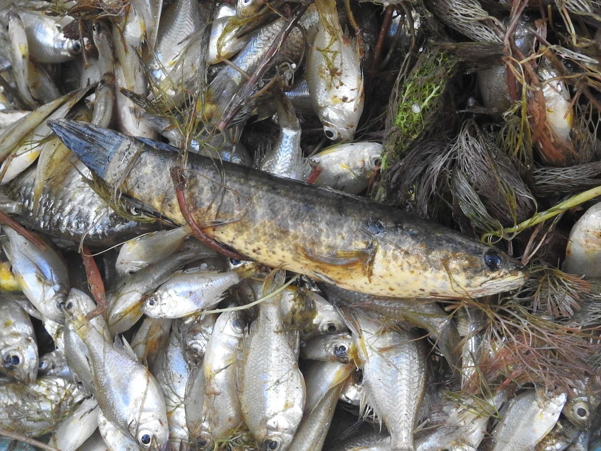 Image of Spotted snakehead