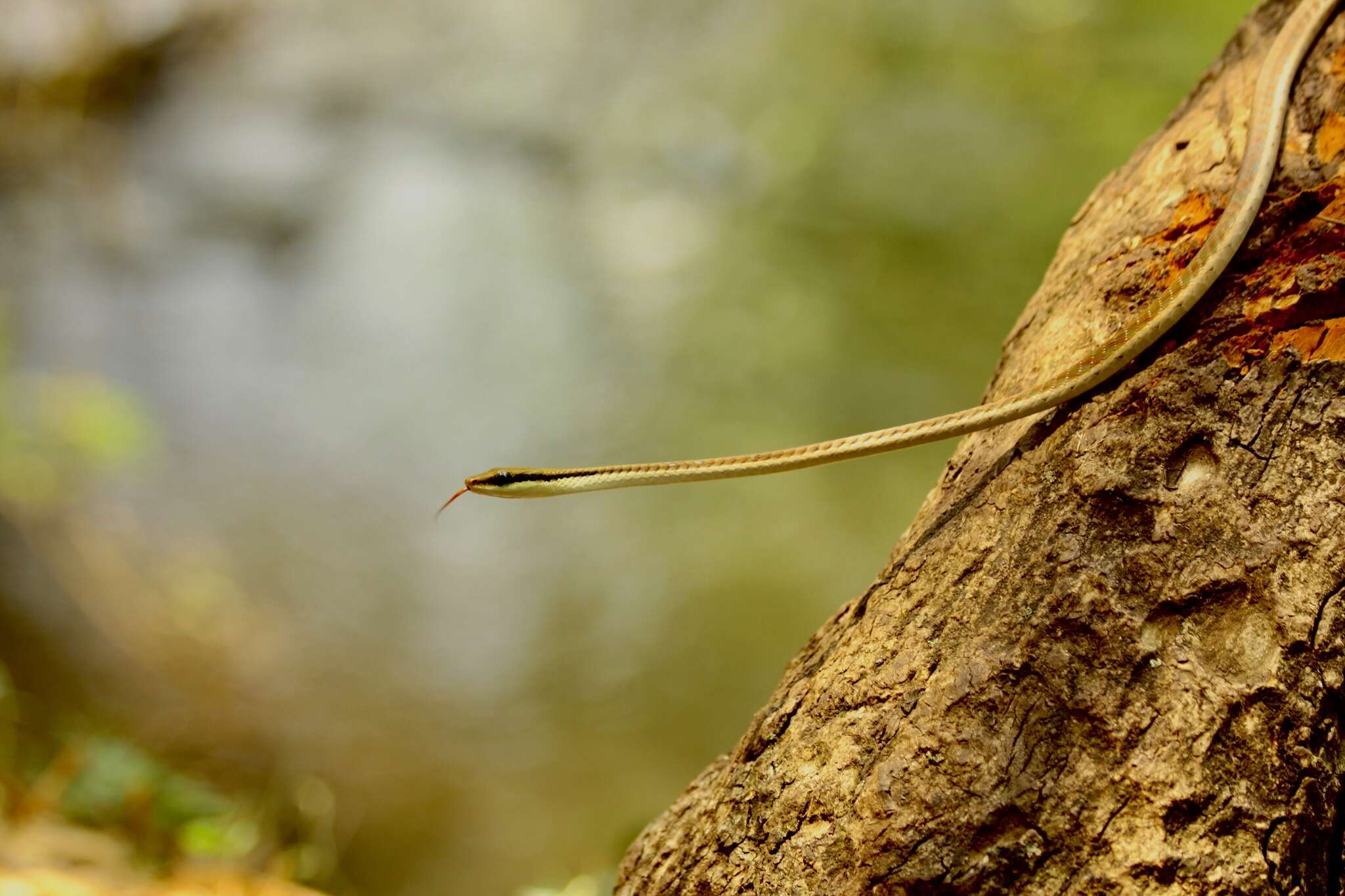 Sivun Dendrelaphis girii Vogel & Van Rooijen 2011 kuva