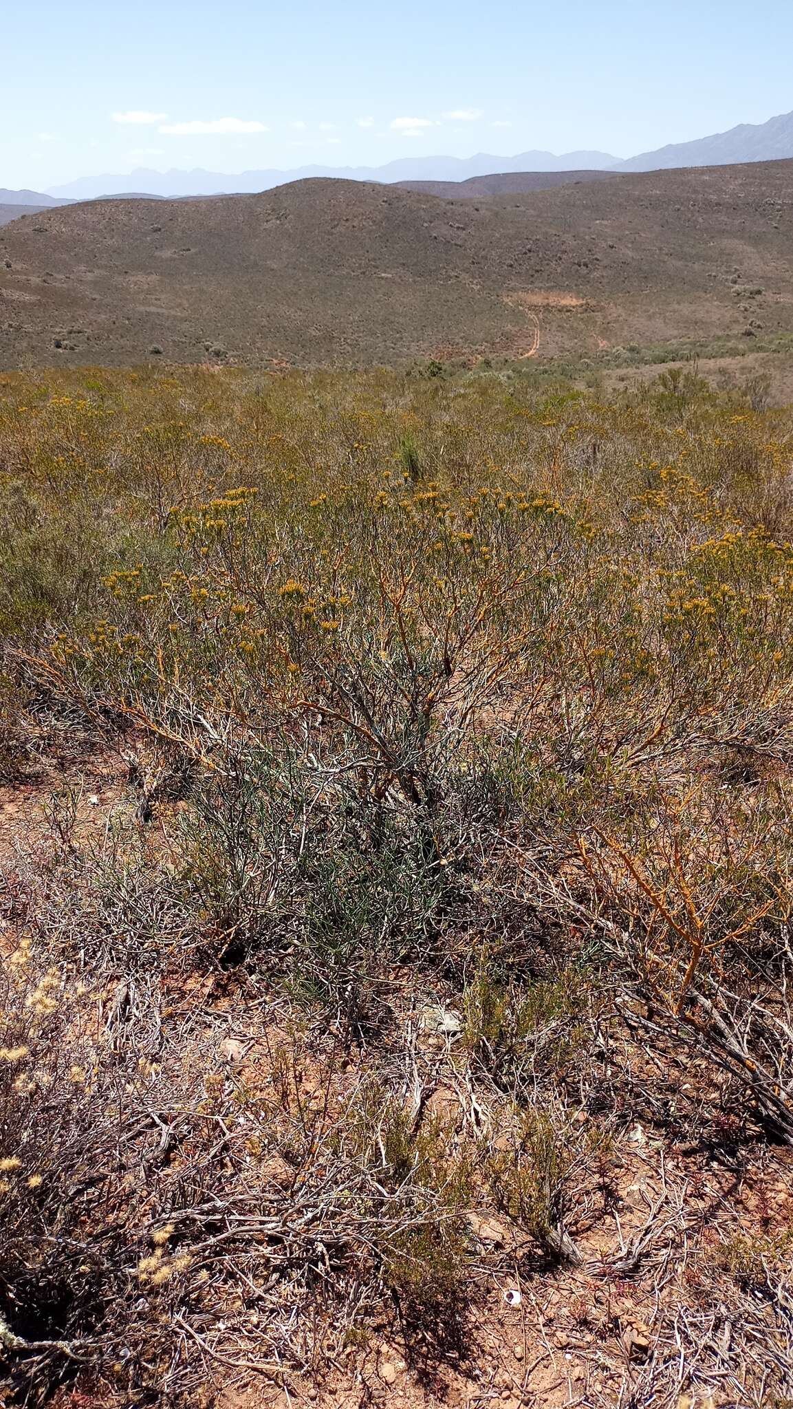 Image of Pteronia paniculata Thunb.