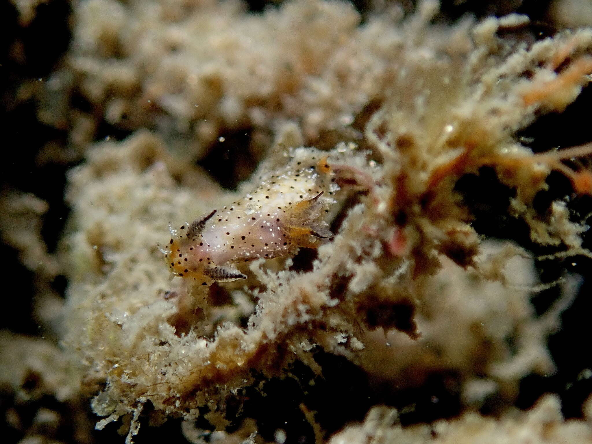 Image of Polycera melanosticta M. C. Miller 1996