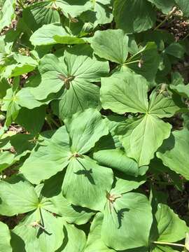 Image of Trillium apetalon Makino