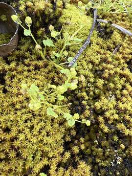 Image of Hydrocotyle scutellifera Benth.