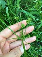 Слика од Cyperus croceus Vahl