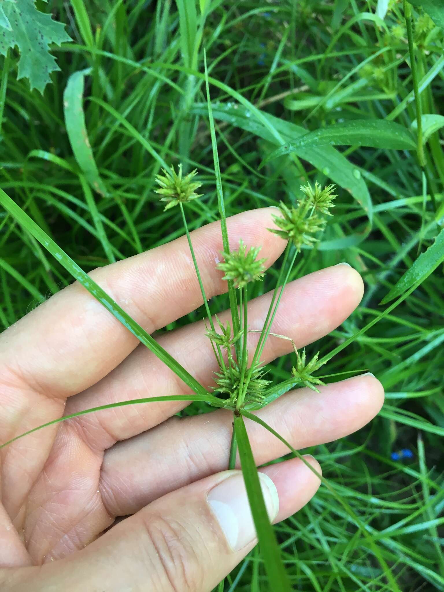 Imagem de Cyperus croceus Vahl