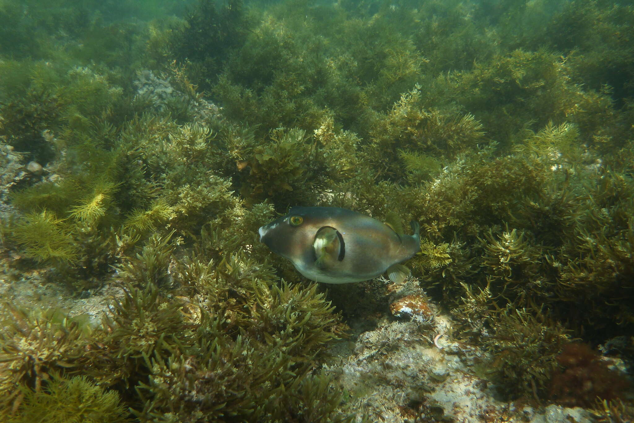 Image of Omegophora