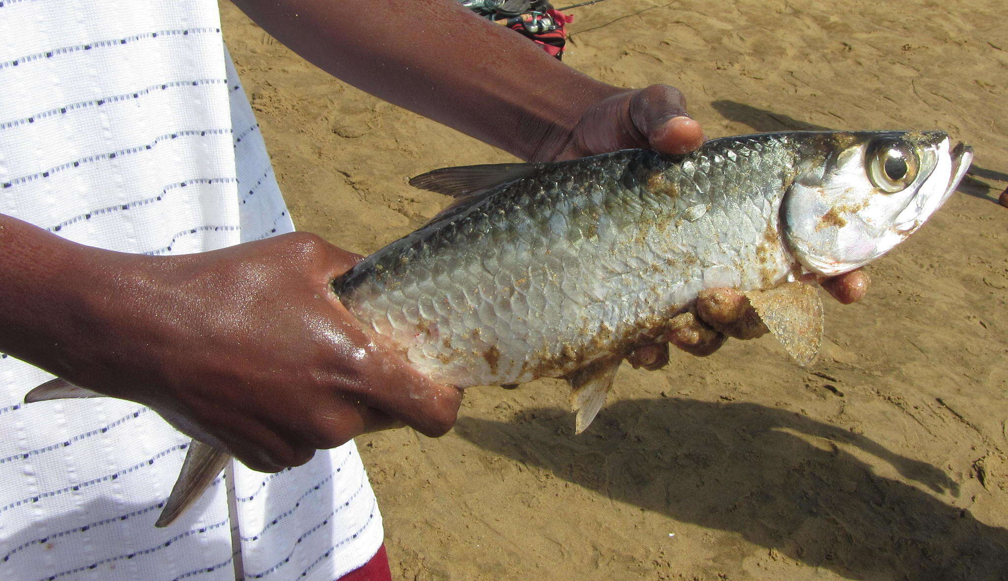 Image of tarpons