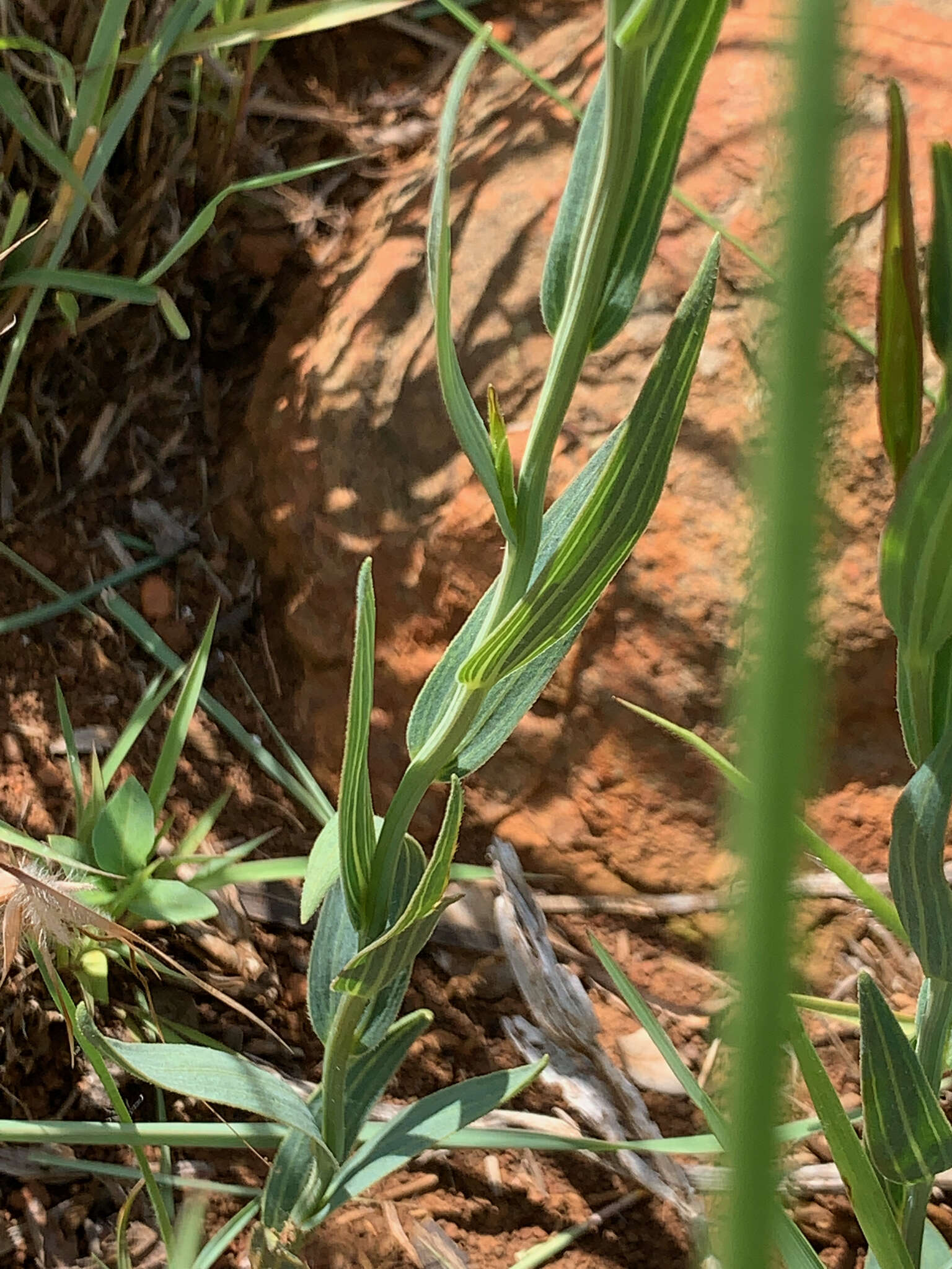 Image of Afroaster serrulatus (Harv.) J. C. Manning & Goldblatt