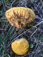 Image of Calvatia candida (Rostk.) Hollós 1902