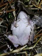 Image of Iberian Spadefoot Toad