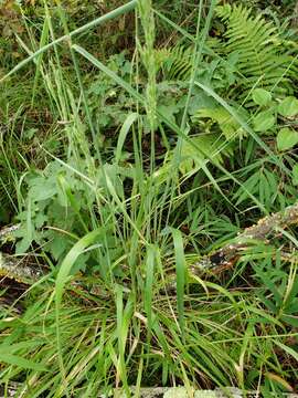 Image of Greeneochloa coarctata