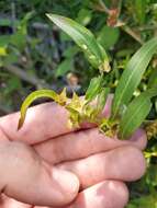 Image of manyfruit primrose-willow