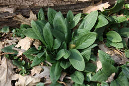 Plancia ëd Symphytum tuberosum subsp. angustifolium (A. Kerner) Nyman