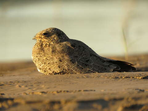 Image of Nacunda Nighthawk