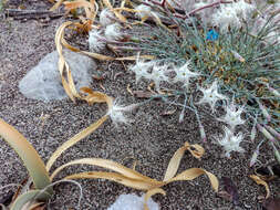 Image of Dianthus crinitus subsp. crinitus