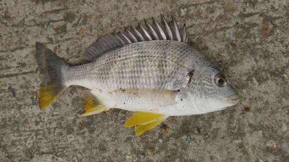 Image of Grey Bream