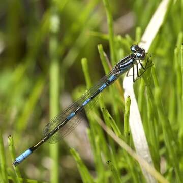 Image of Taiga Bluet