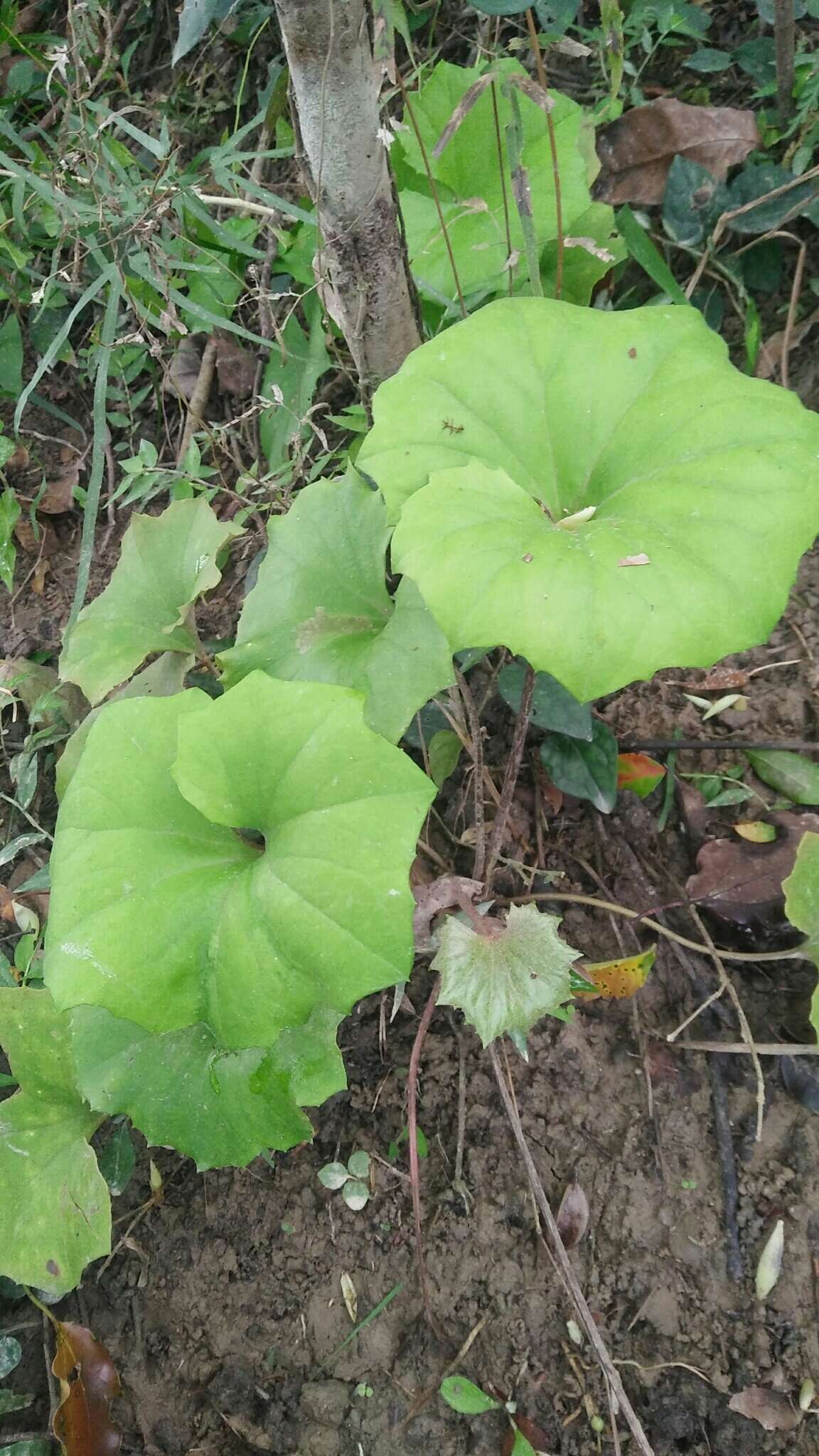 大吴風草屬的圖片