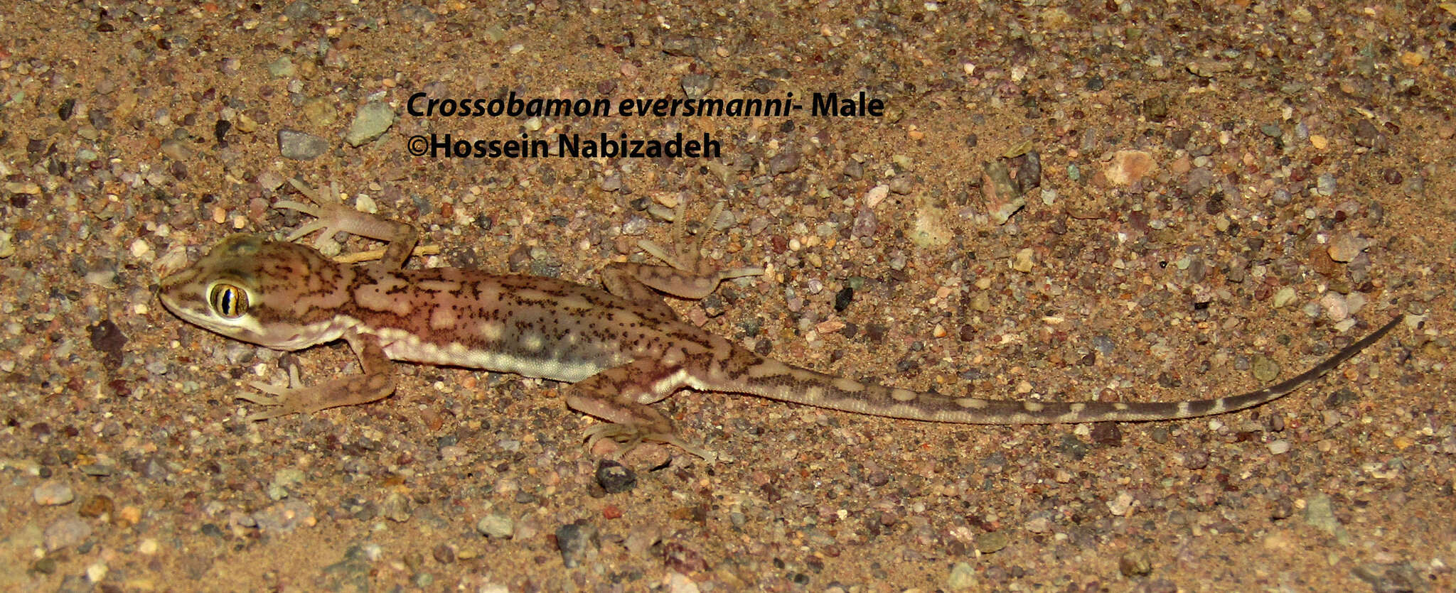 Crossobamon eversmanni eversmanni (Wiegmann 1834) resmi