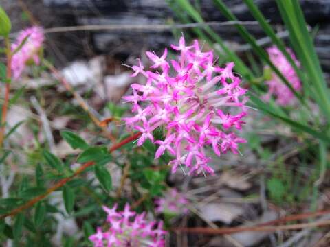 Image of Pimelea rosea R. Br.