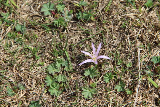 Image of Colchicum trigynum (Steven ex Adam) Stearn