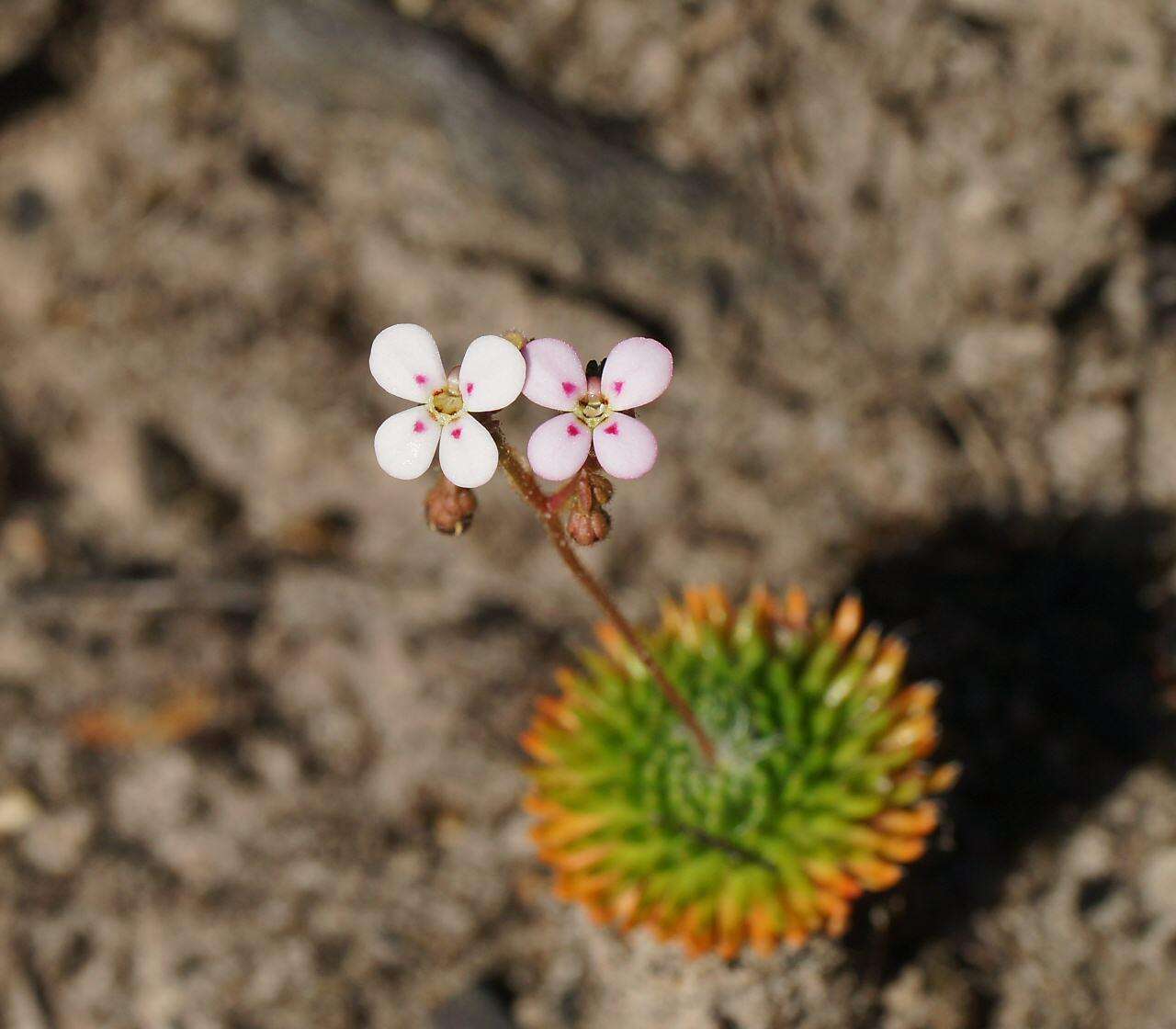 Image of Stylidium soboliferum F. Müll.