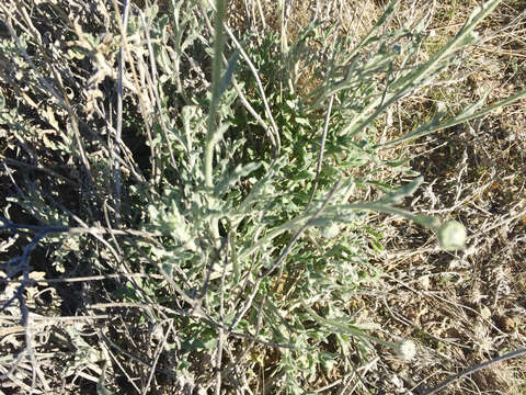 Image of desert marigold