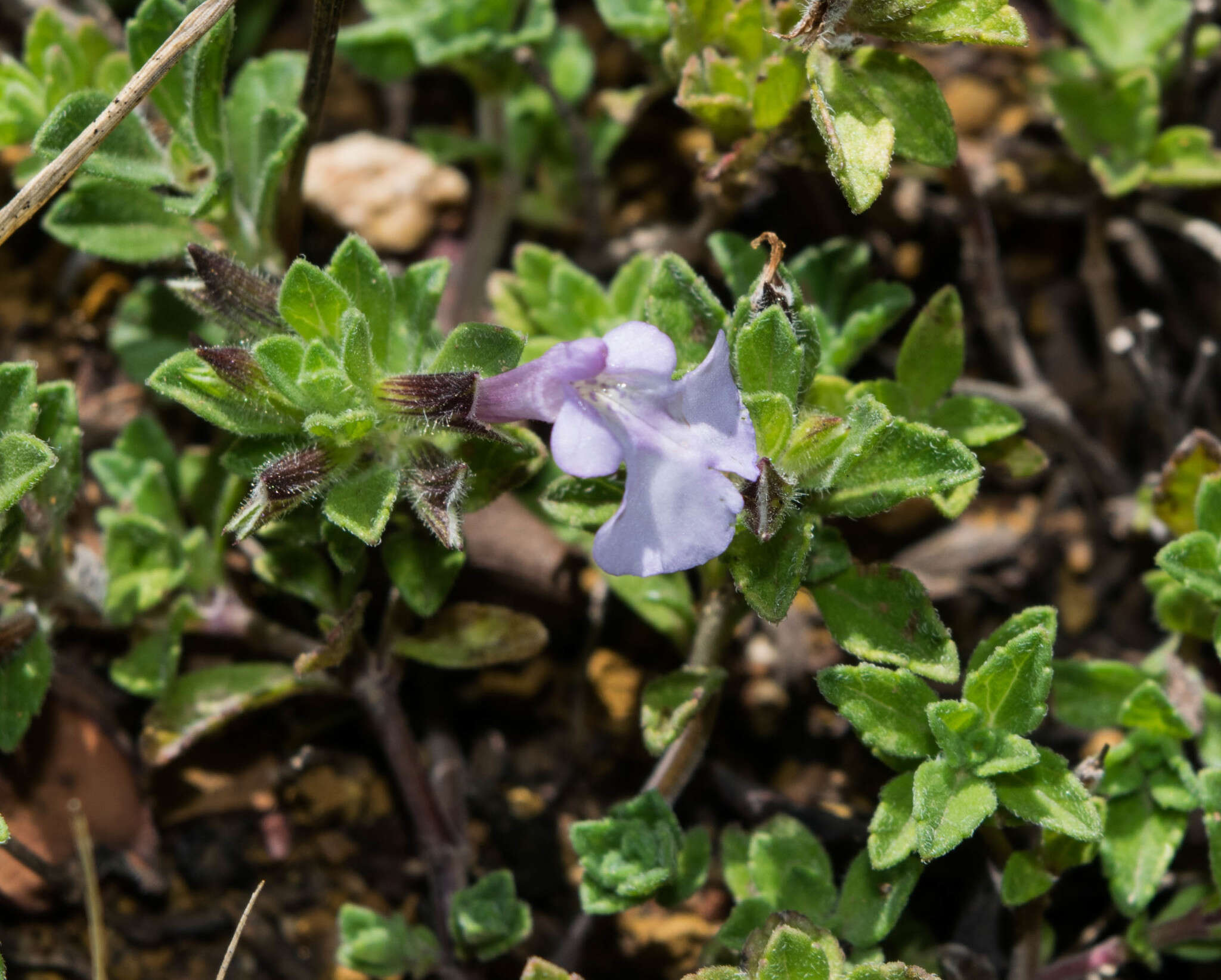 Imagem de Salvia axillaris Moc. & Sessé ex Benth.