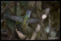 Image of Andean Emerald