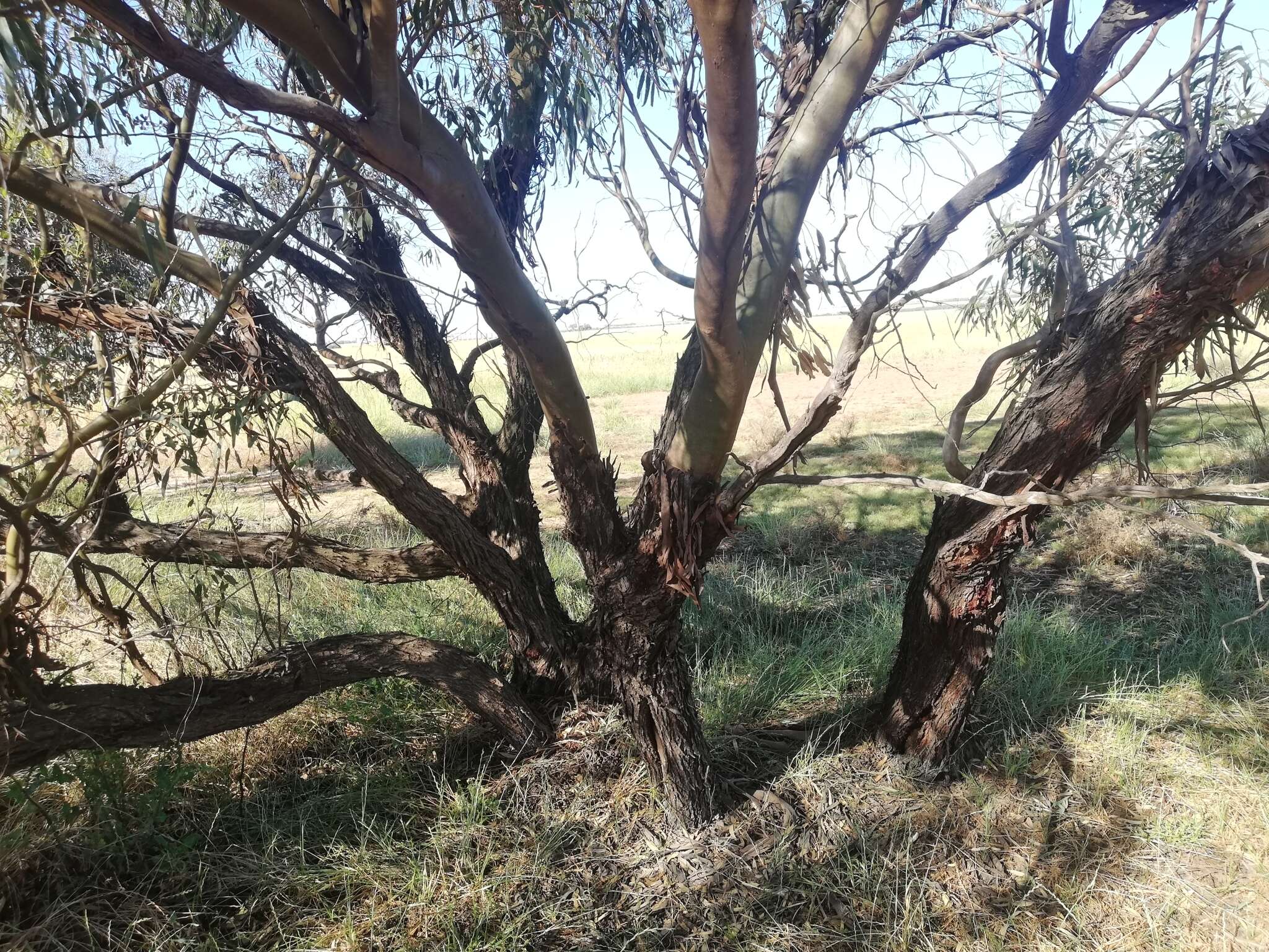 Imagem de Eucalyptus loxophleba subsp. supralaevis L. A. S. Johnson & K. D. Hill