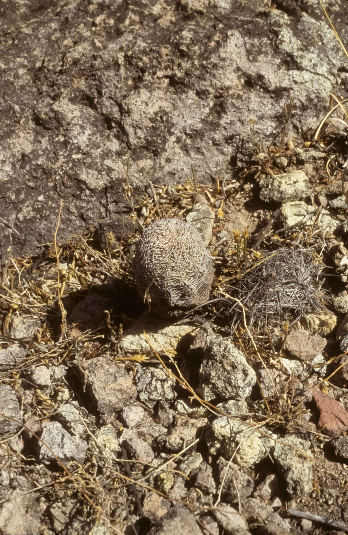 Image of Echinocereus schereri G. Frank