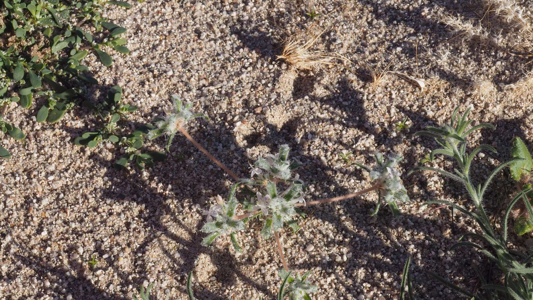 Image of Schott's calico