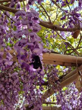 Image of Xylocopa capitata Smith 1854