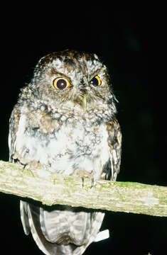 Image of Bearded Screech Owl