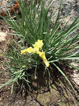 Image of Iris potaninii Maxim.