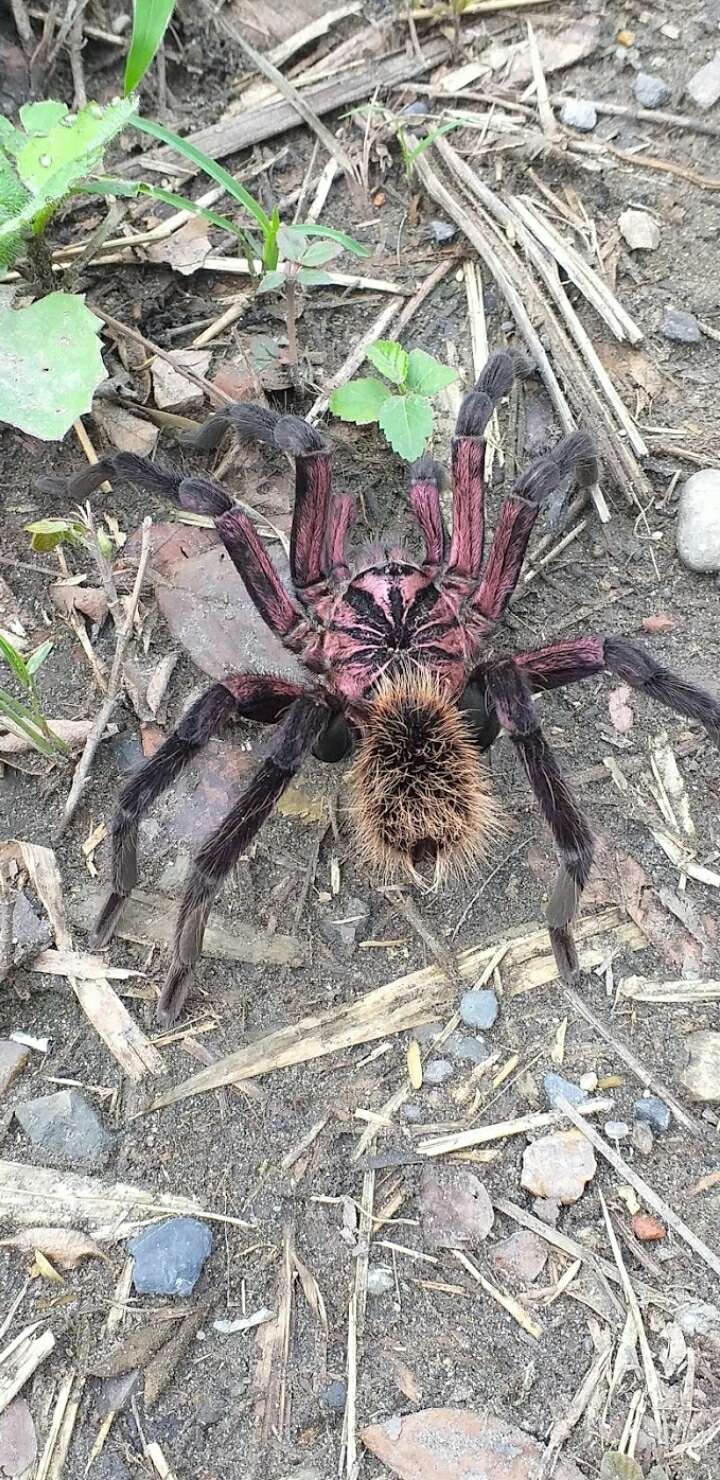 Image of Columbian lesserblack tarantula