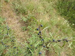 Image of Rhamnus erythroxyloides Hoffmanns.