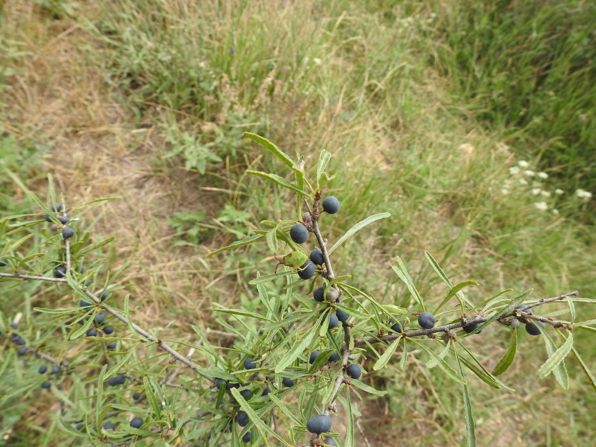 Image of Rhamnus erythroxyloides Hoffmanns.